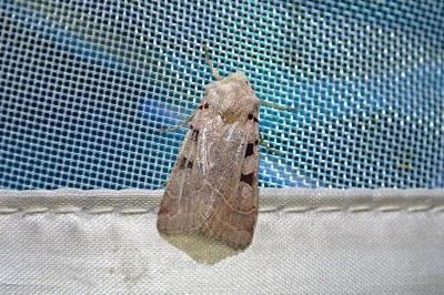 Eugnorisma glareosa