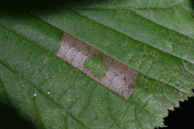 Phyllonorycter nicellii