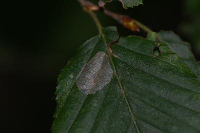 Phyllonorycter esperella