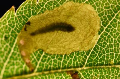 Coptotriche angusticollella