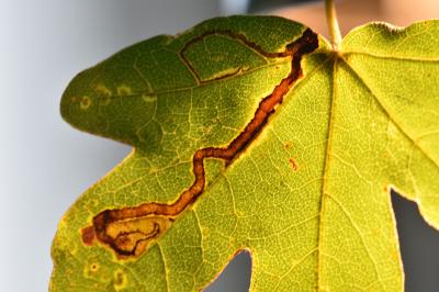 Stigmella aceris