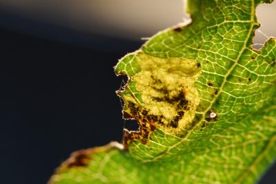 Ectoedemia atricollis