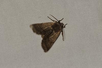 Agrochola lychnidis
