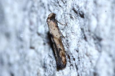 Epermenia aequidentella