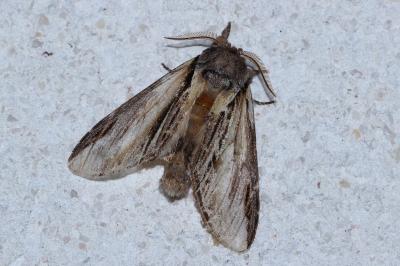 Pheosia tremula