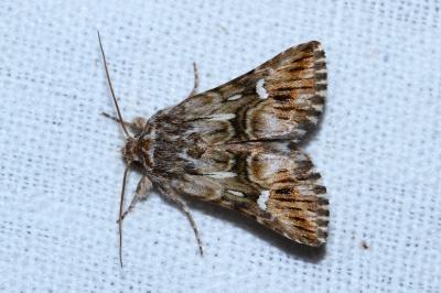 Calophasia lunula