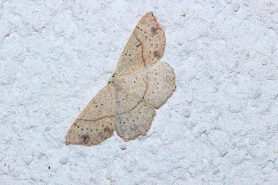 Cyclophora punctaria