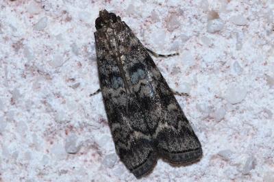 Dioryctria simplicella