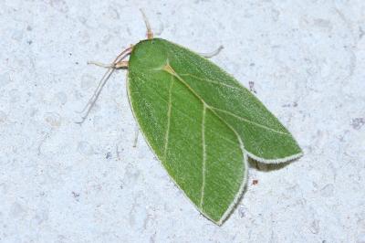 Bena bicolorana