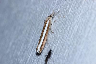 Agriphila latistria