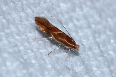 Phyllonorycter corylifoliella