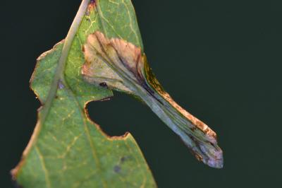Phyllonorycter oxyacanthae