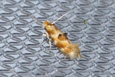 Bucculatrix ulmella