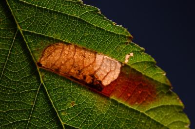 Ectoedemia erythrogenella