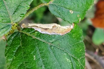 Coptotriche marginea