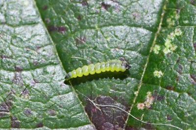 Coptotriche marginea