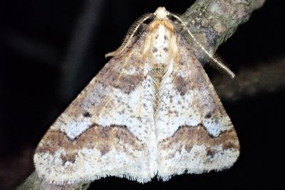 Erannis defoliaria