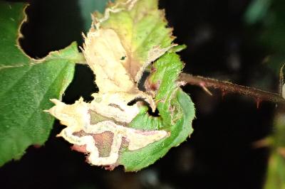 Stigmella aurella
