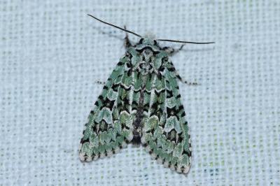 Griposia aprilina