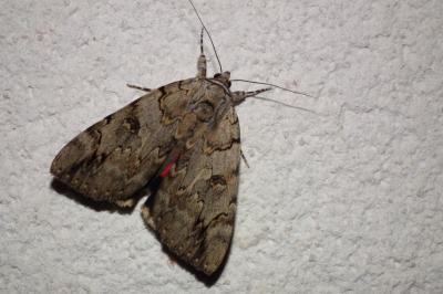 Catocala electa