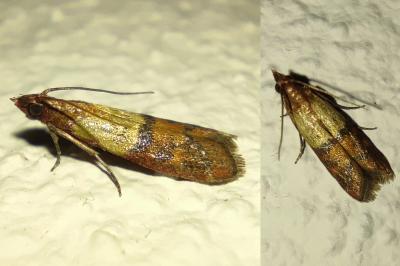 Plodia interpunctella