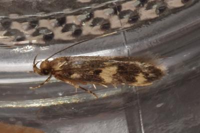 Oegoconia novimundi