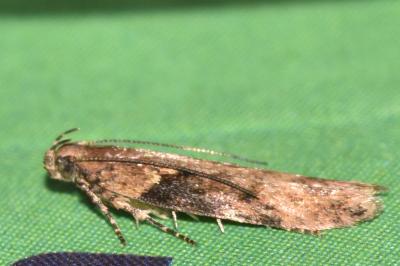 Scrobipalpa costella