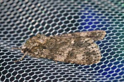 Acronicta rumicis