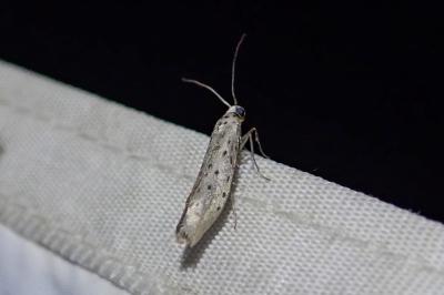Yponomeuta sedella