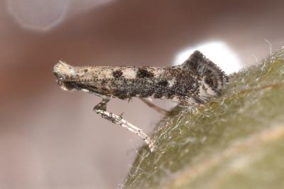 Parornix anglicella