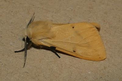 Spilarctia lutea