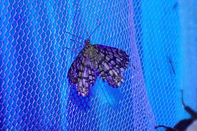 Chiasmia clathrata