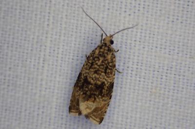 Celypha lacunana