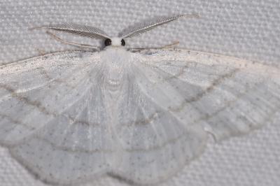 Cabera pusaria