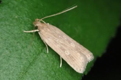 Helcystogramma triannulella