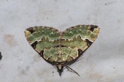 Colostygia pectinataria