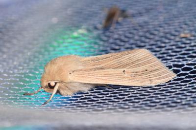 Mythimna pallens