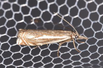 Crambus lathoniellus