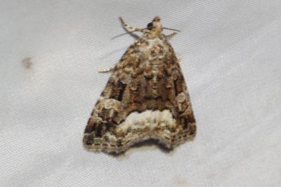 Deltote pygarga