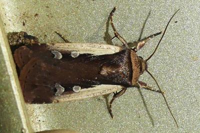 Ochropleura plecta