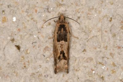 Crocidosema plebejana