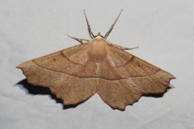 Gerinia honoraria