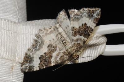 Epirrhoe rivata