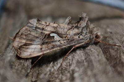 Autographa gamma