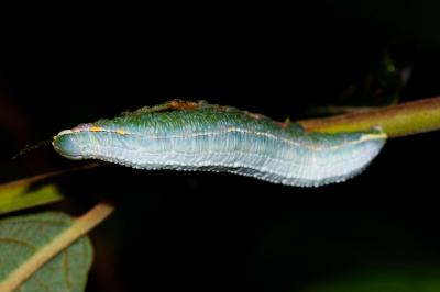 Pterostoma palpina