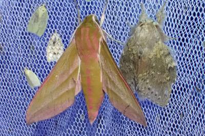 Stauropus fagi