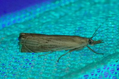 Chrysoteuchia culmella