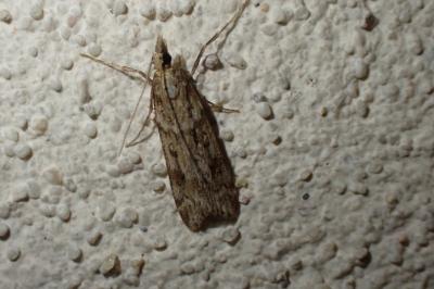 Eudonia angustea