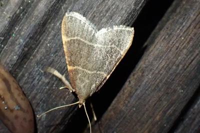 Hypsopygia glaucinalis