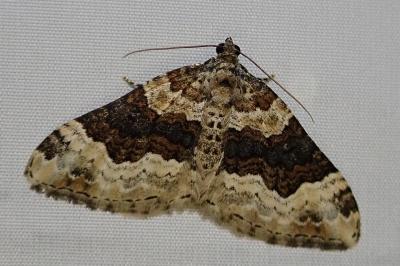 Epirrhoe galiata